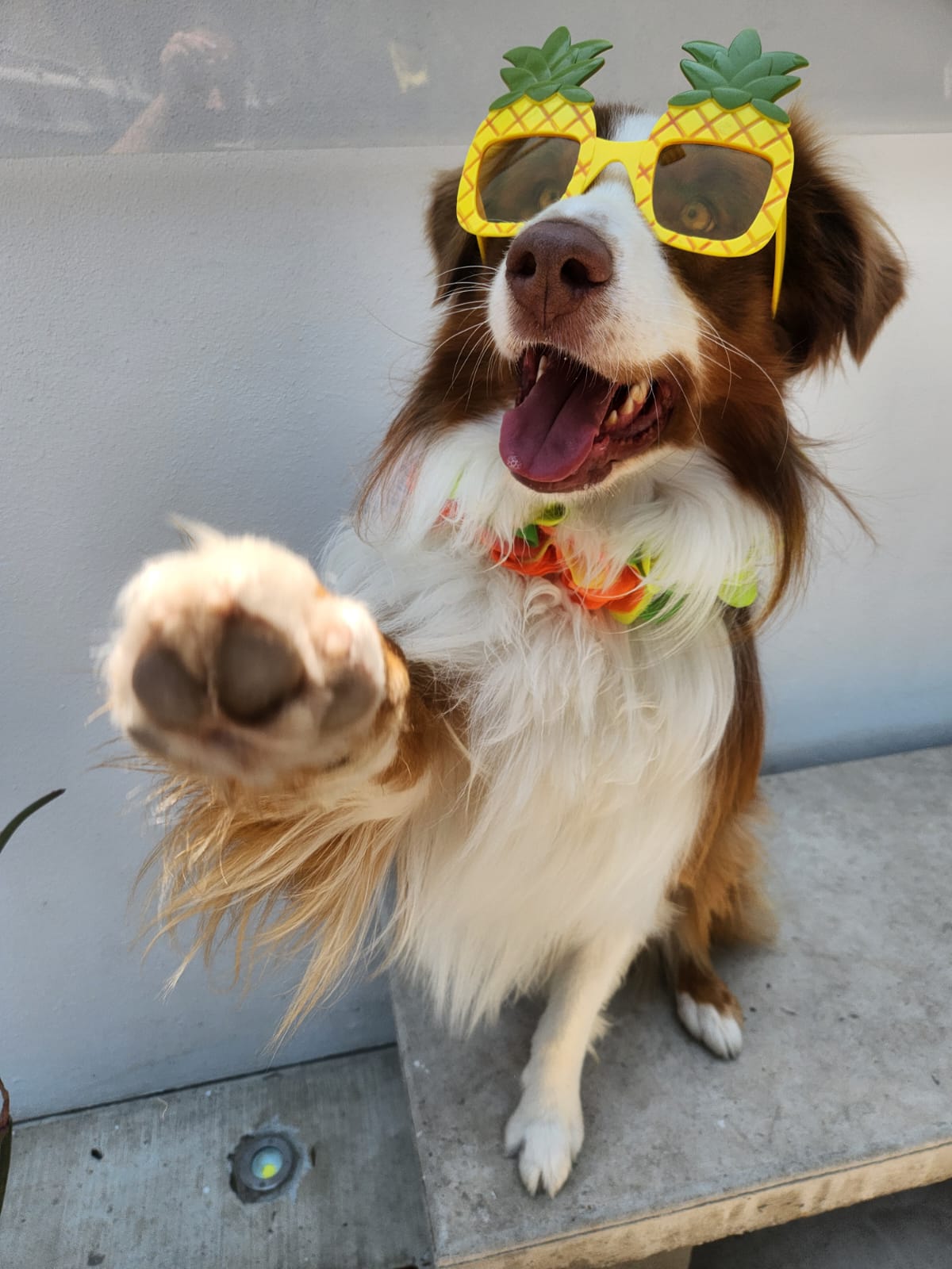 K9 Guest