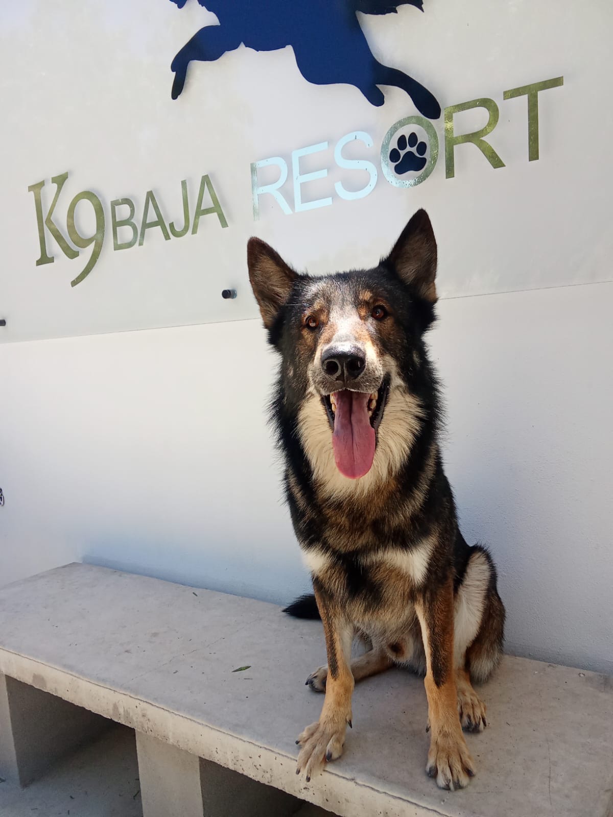 K9 Guest