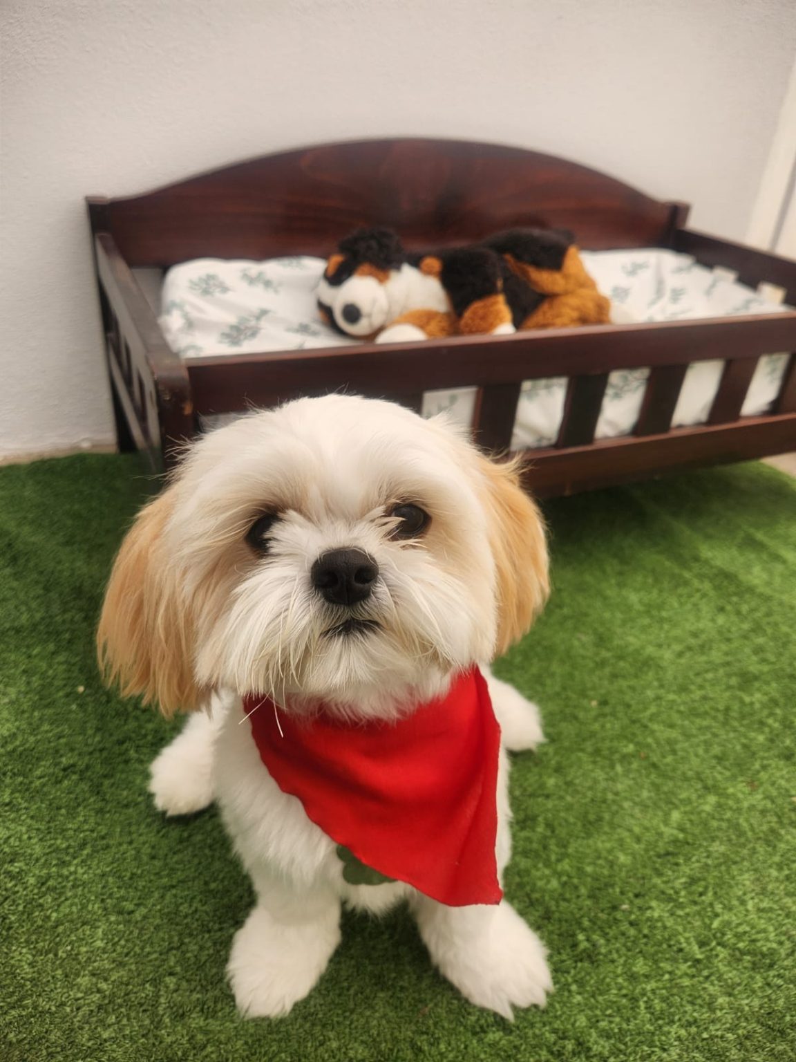 K9 Guest