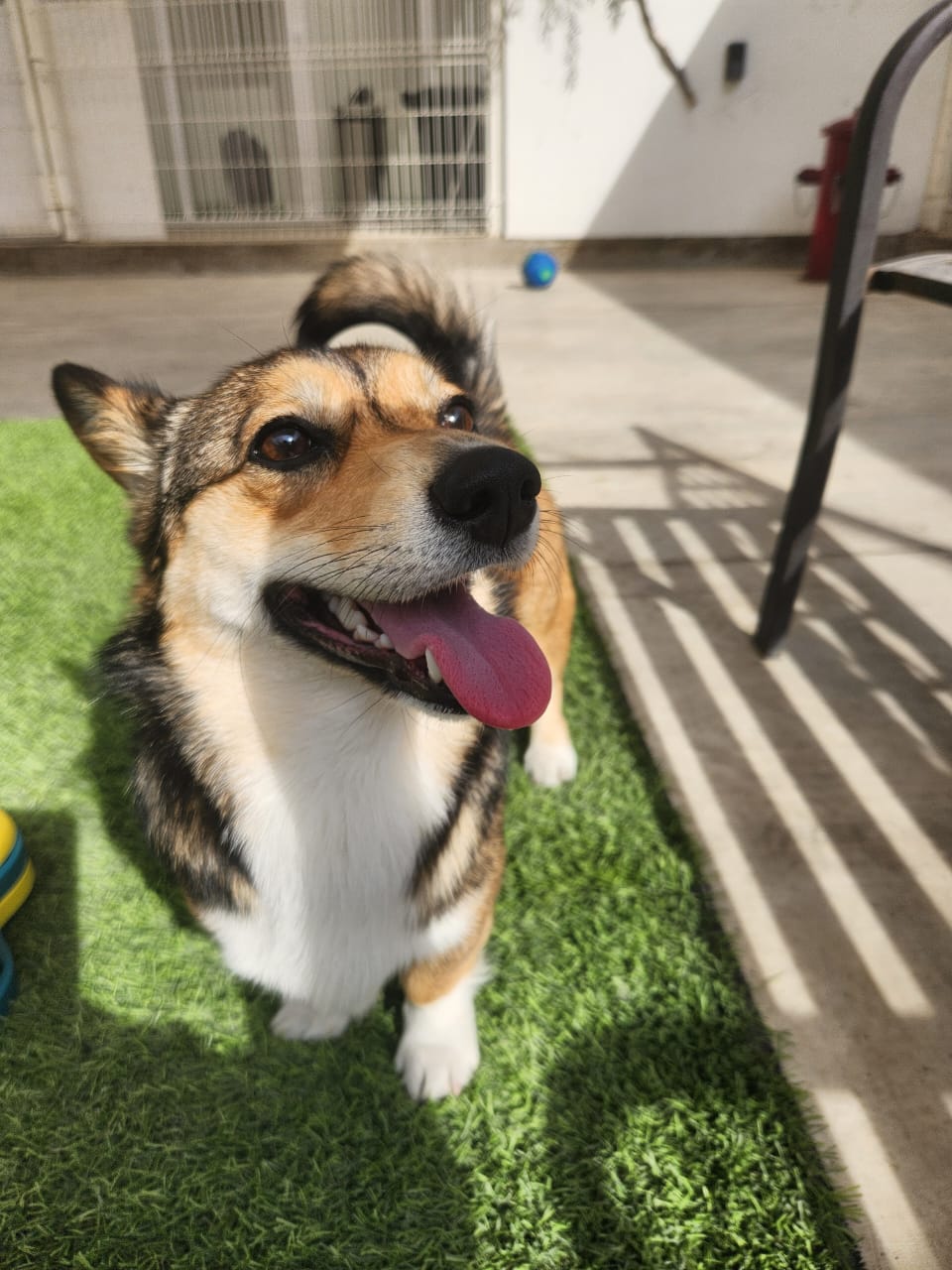 K9 Guest