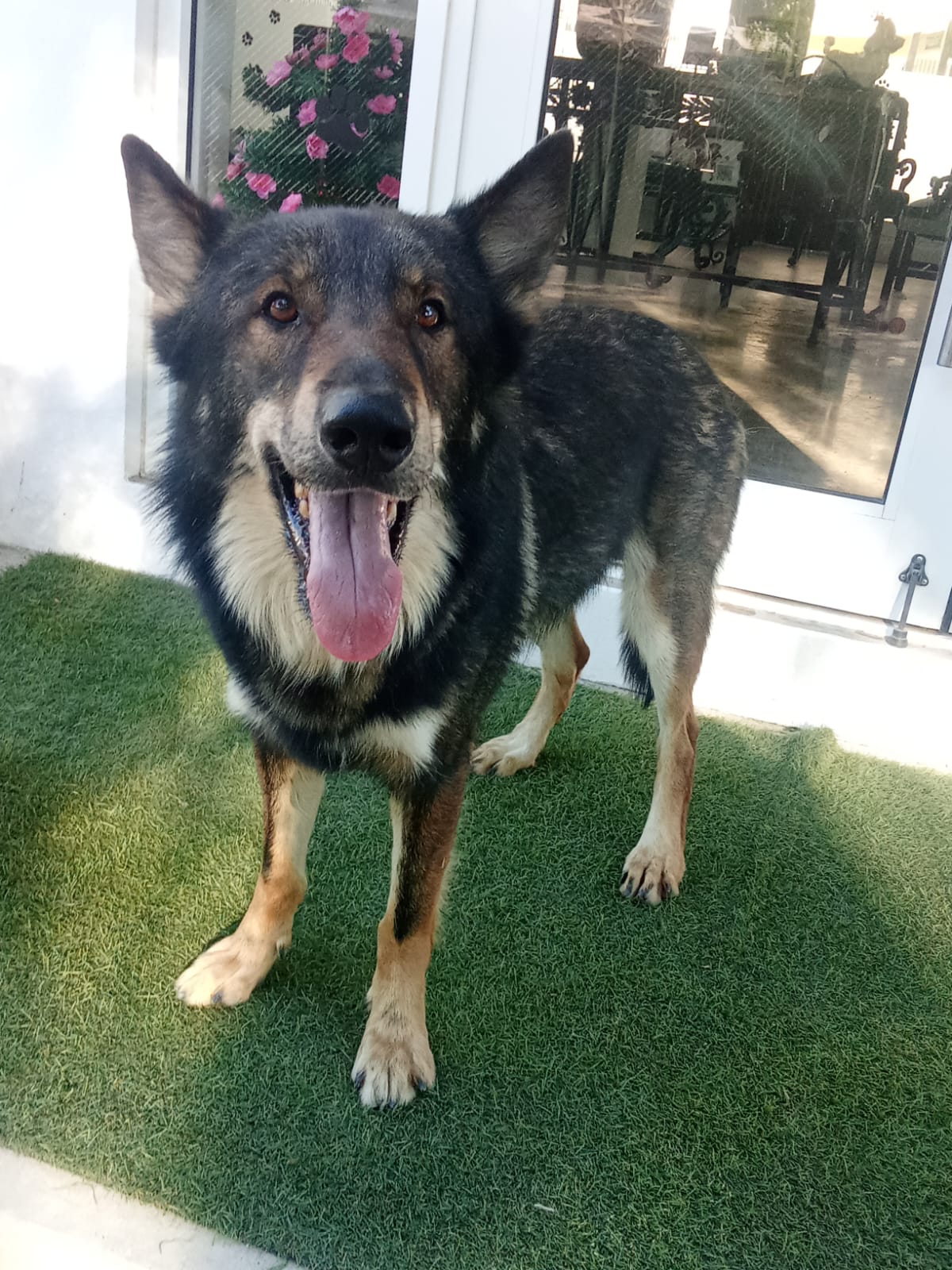 K9 Guest