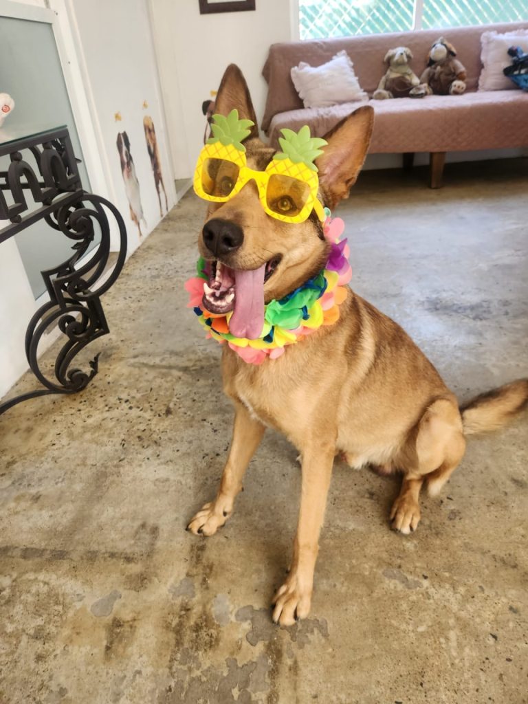 K9 Guest