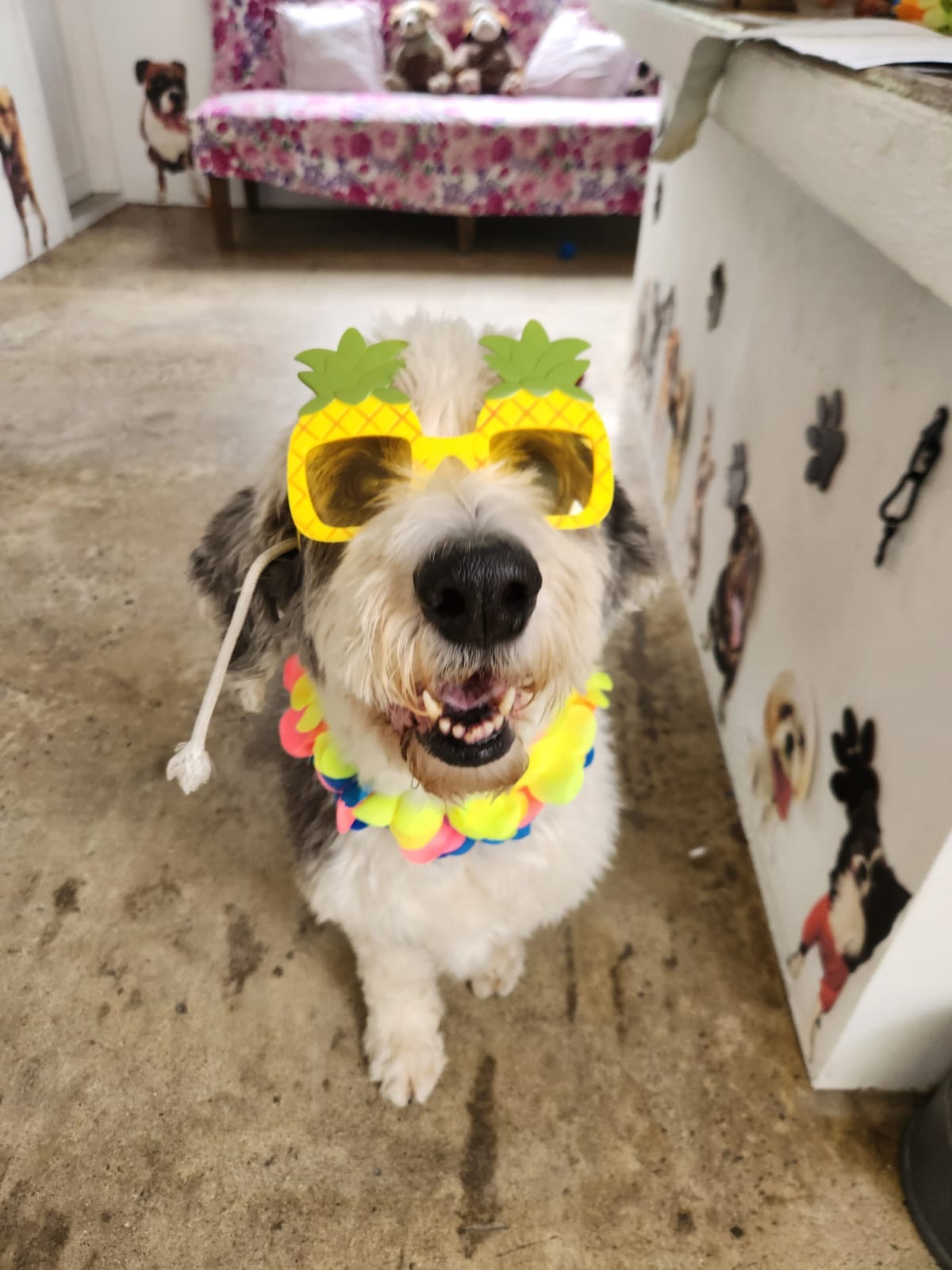 K9 Guest