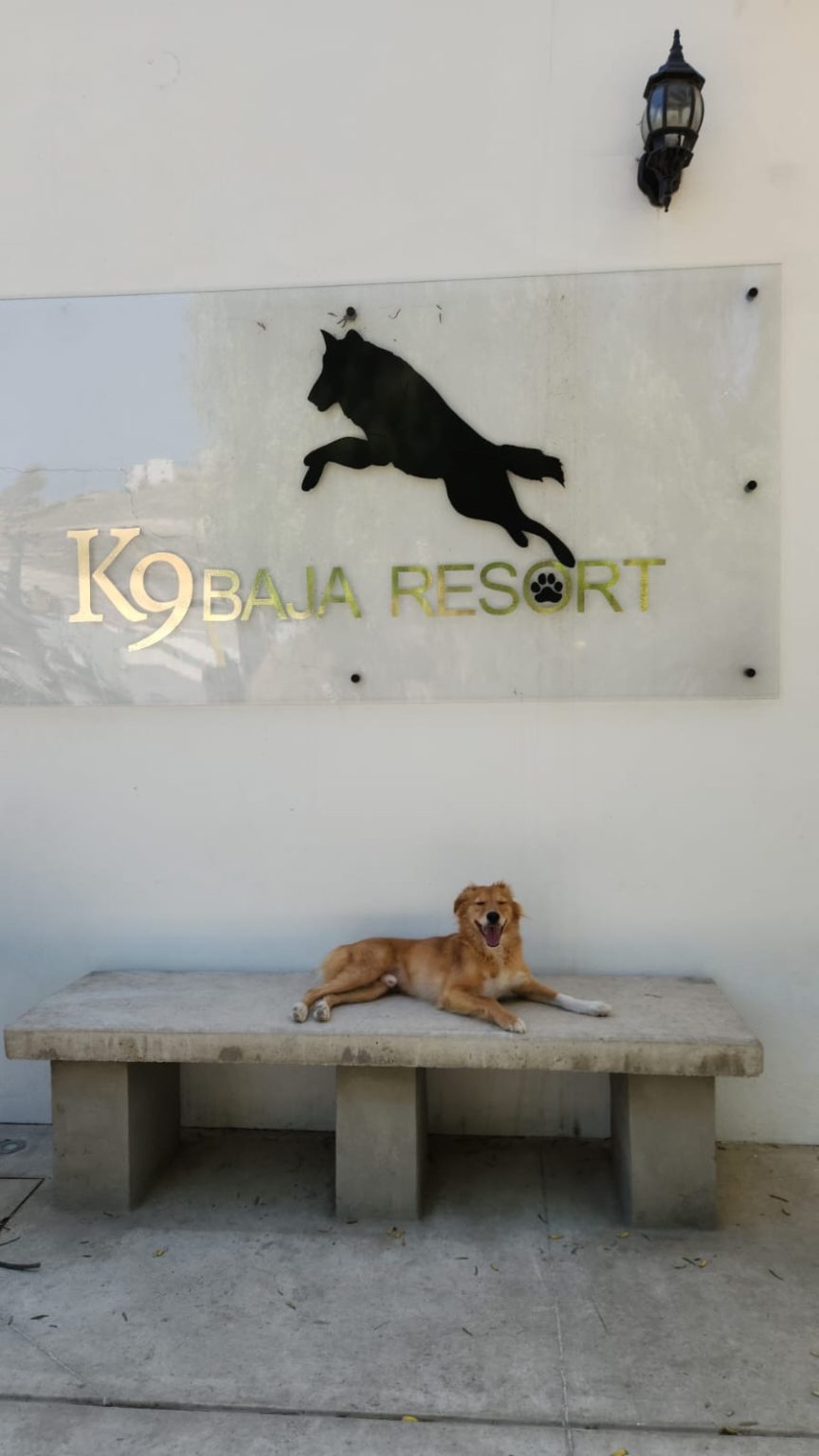K9 Guest