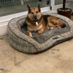 K9 Guest