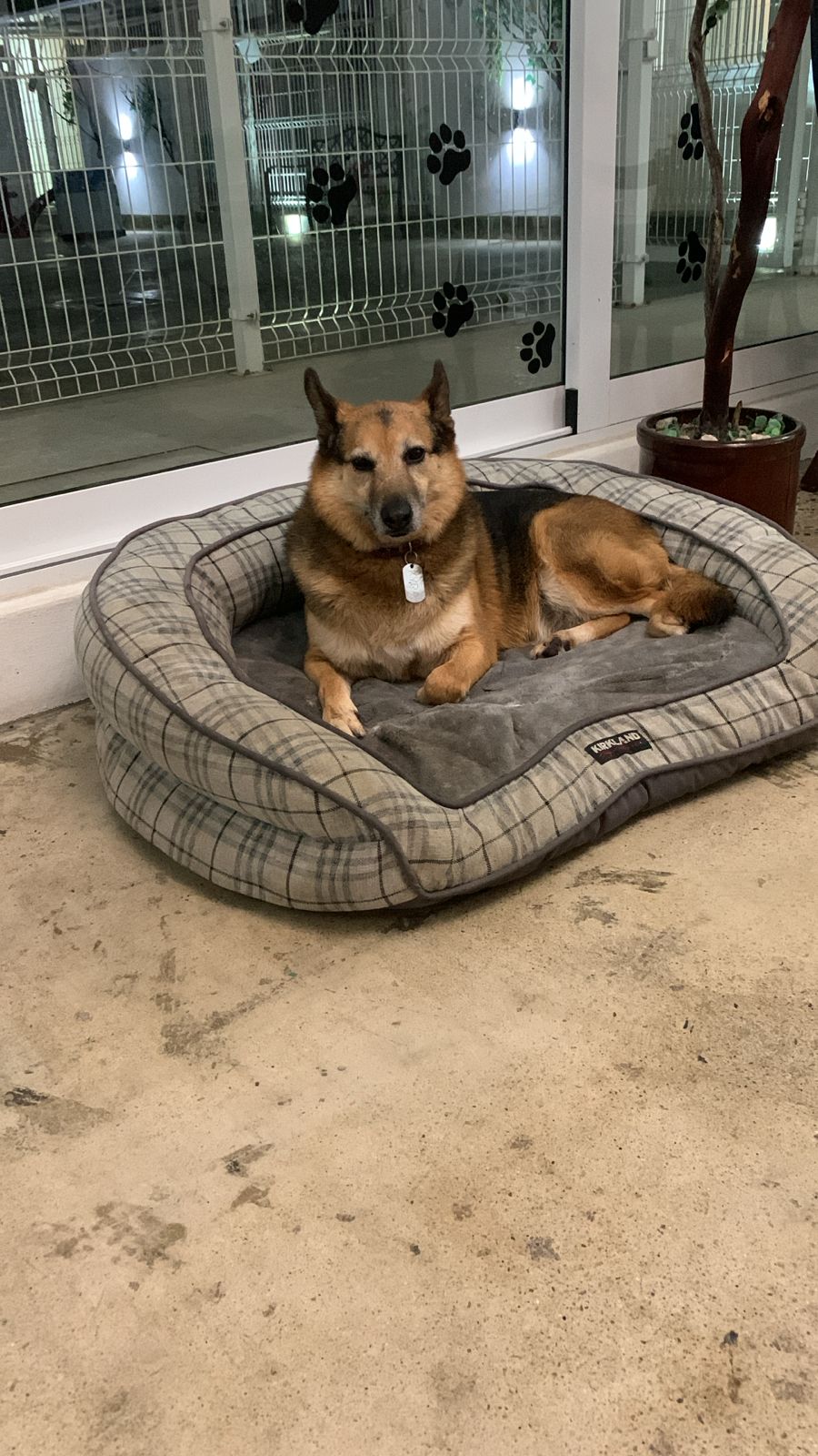 K9 Guest
