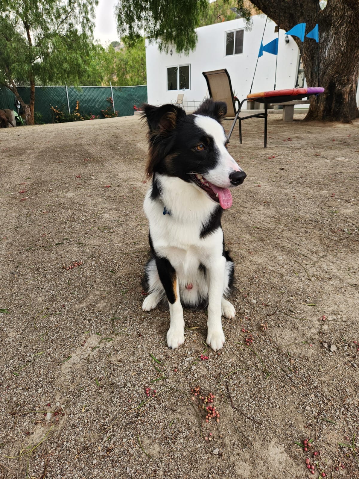 K9 Guest