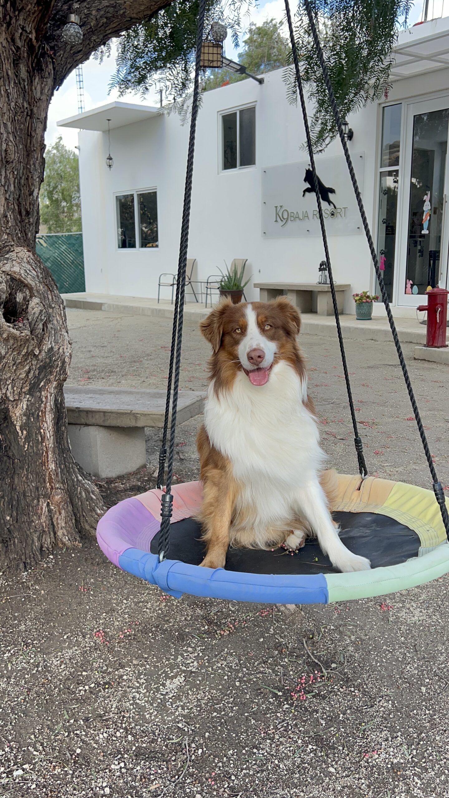 K9 Guest
