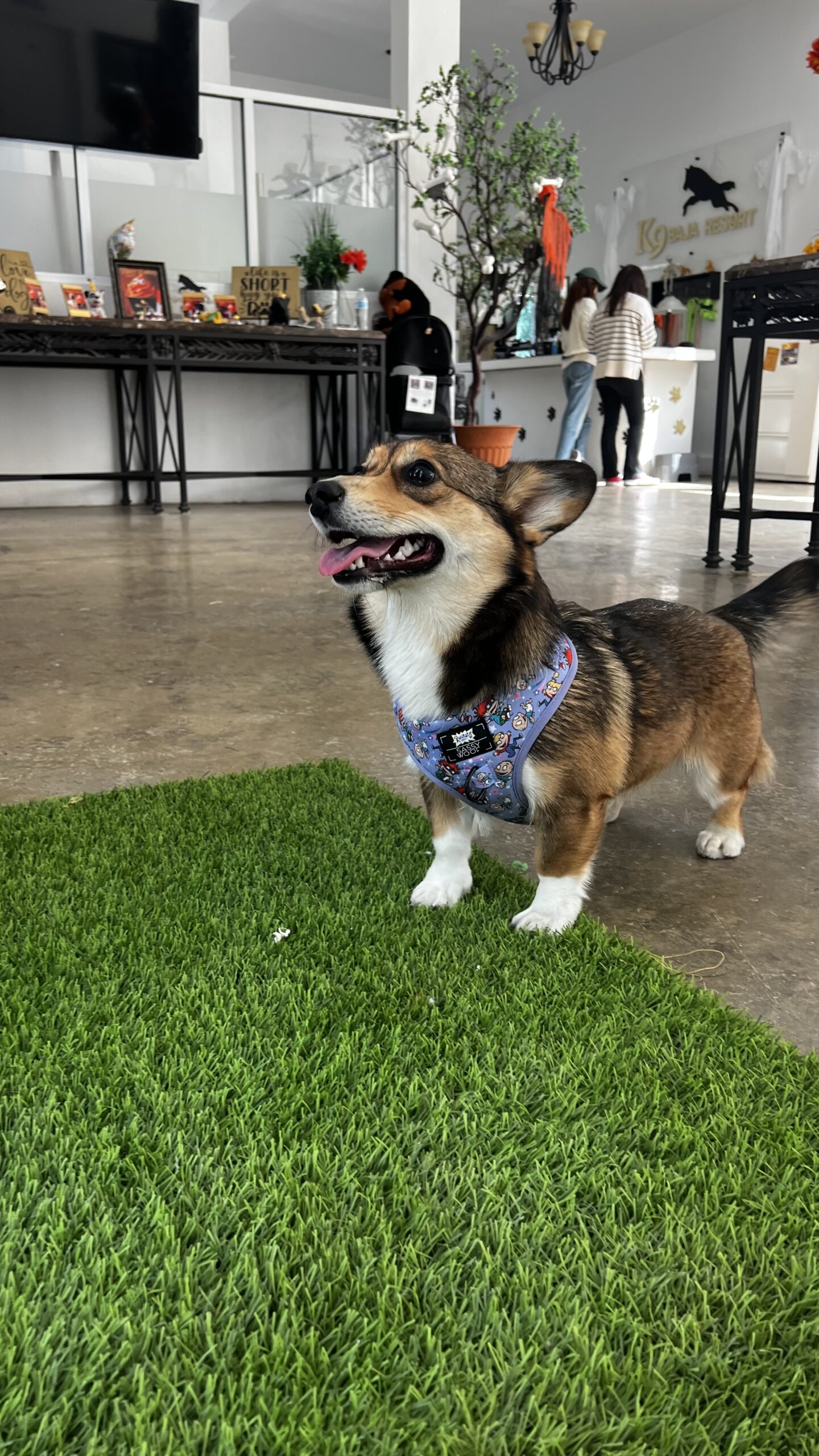 K9 Guest