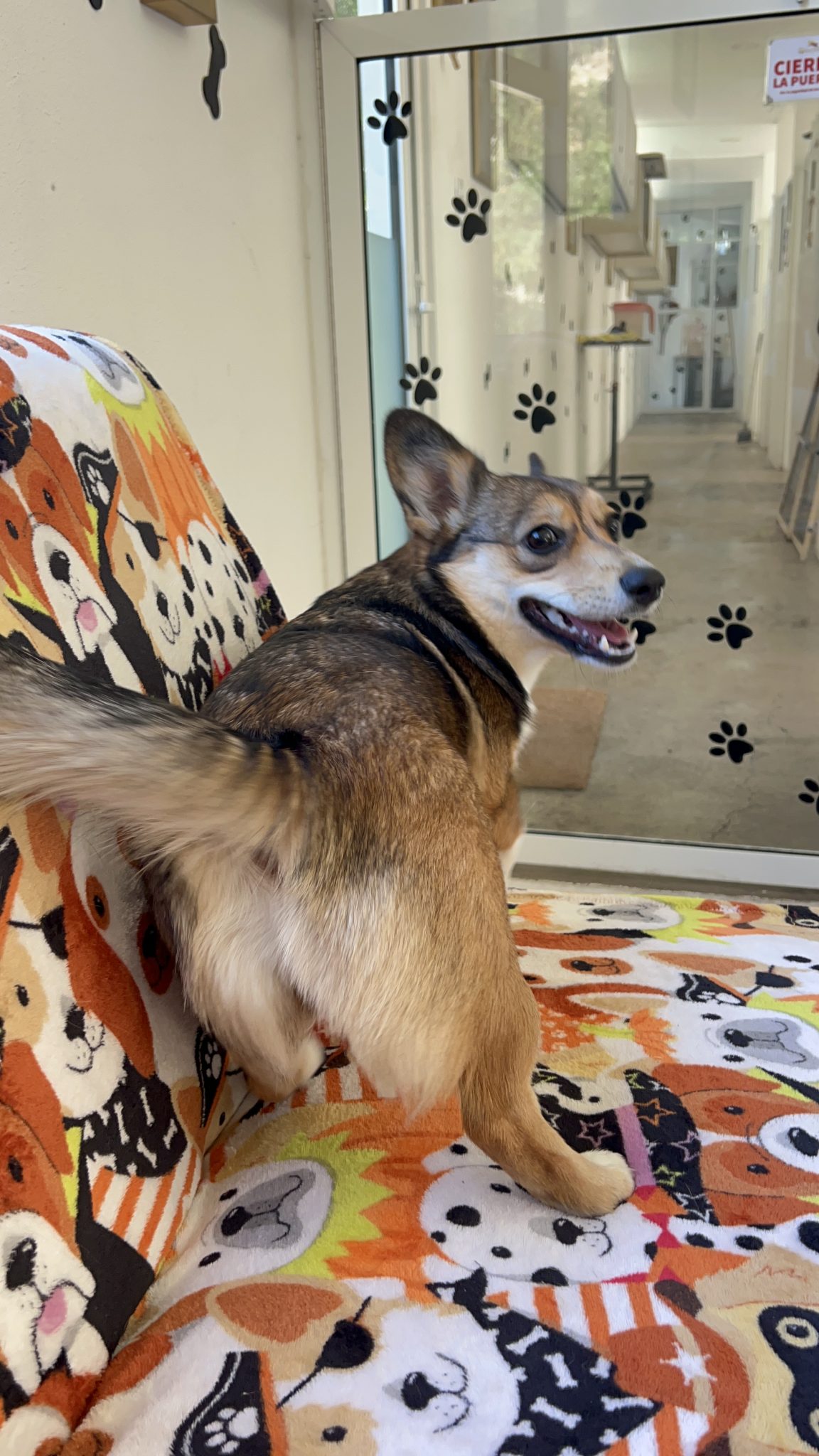 K9 Guest