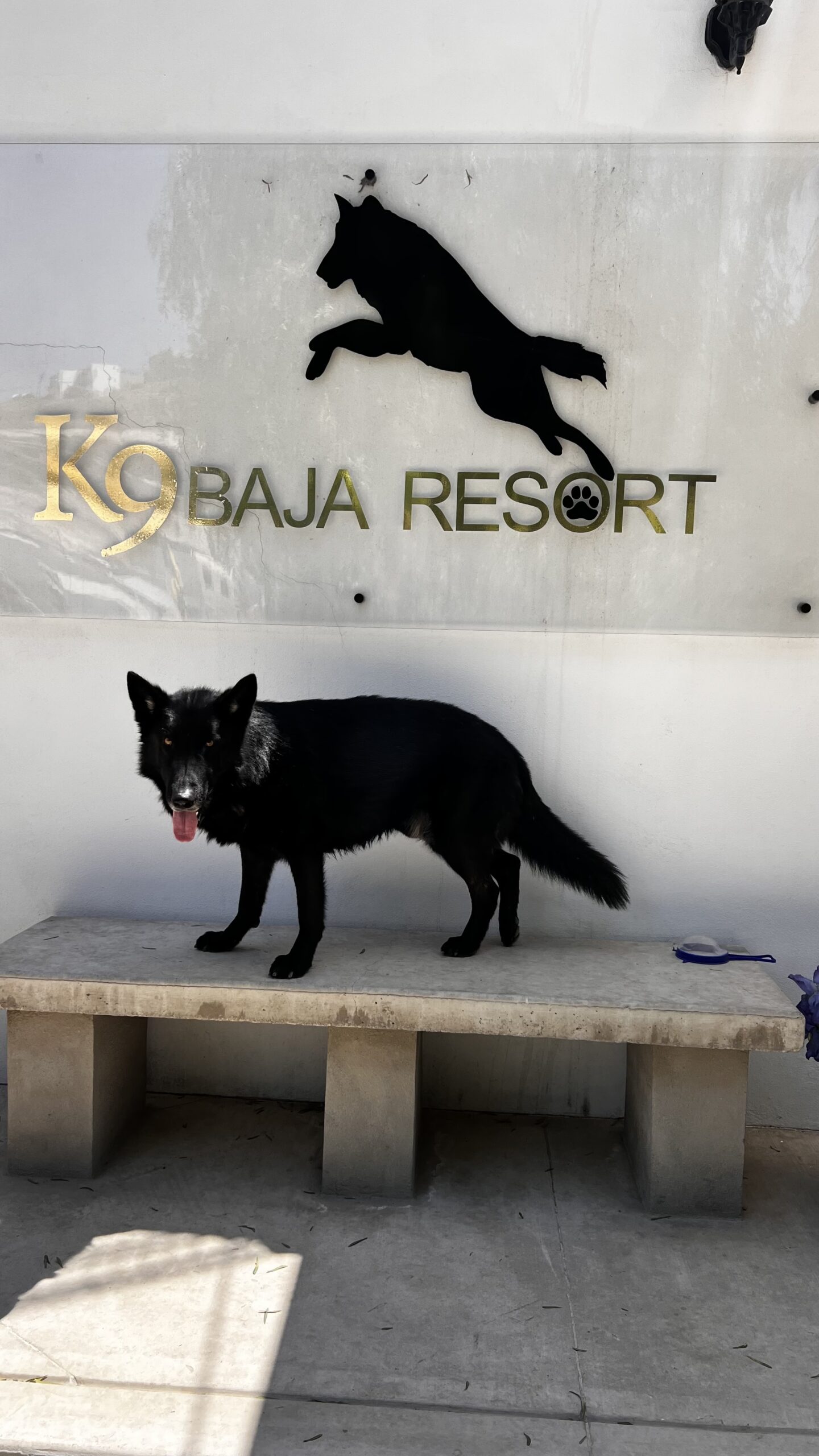 K9 Guest