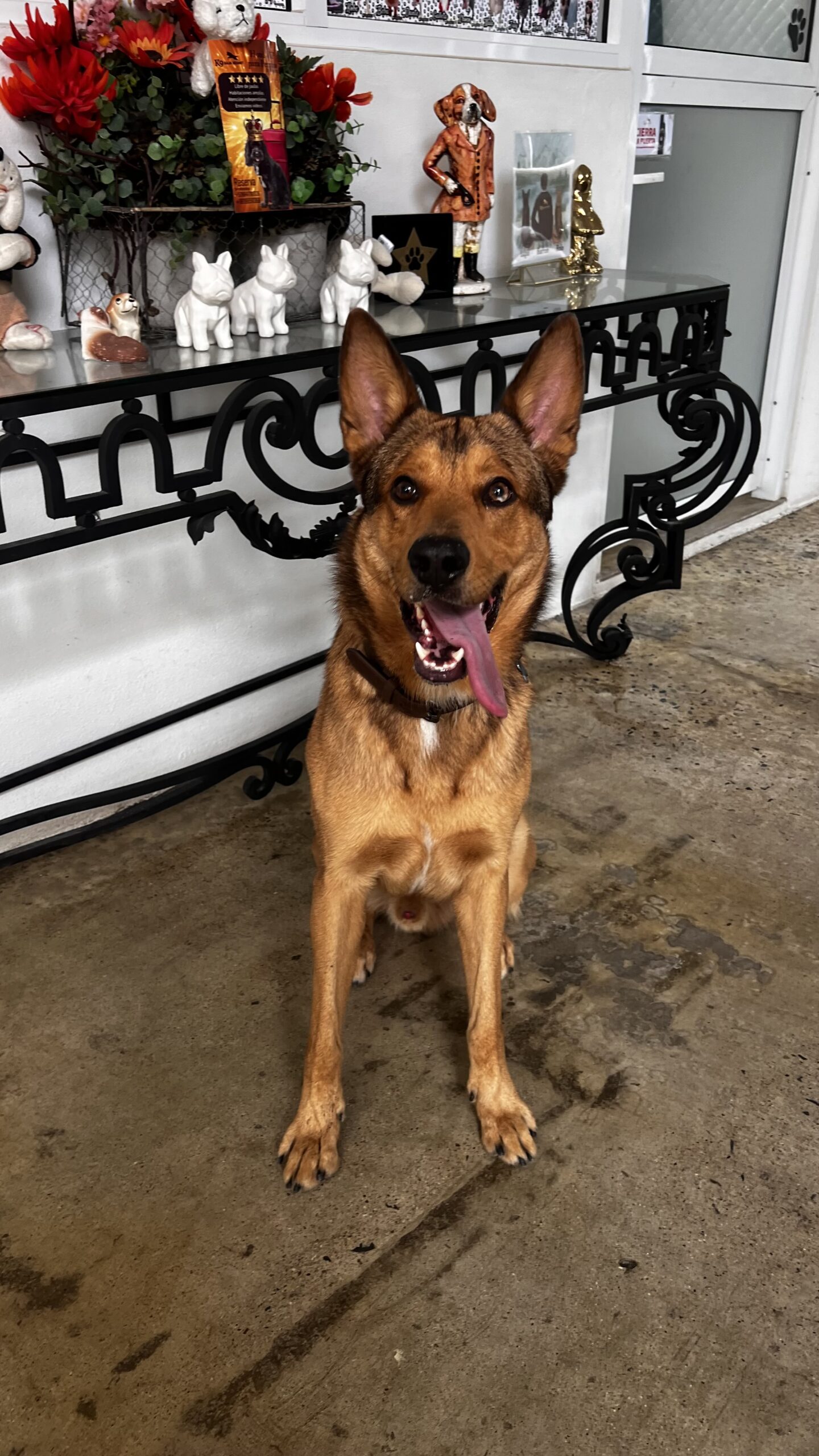 K9 Guest