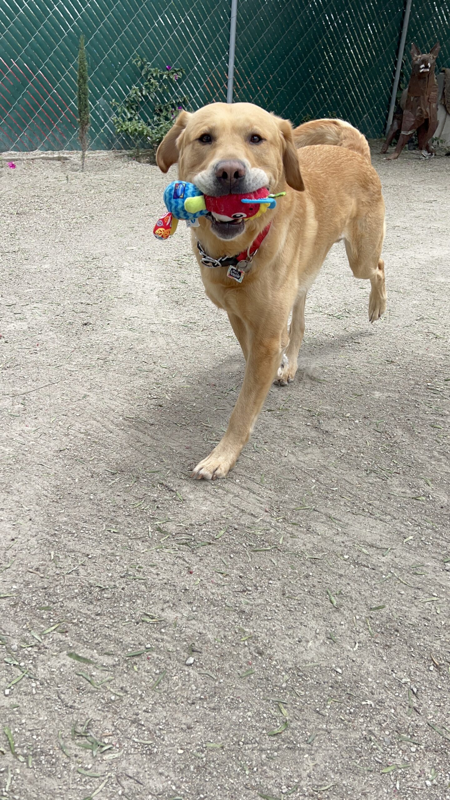 K9 Guest
