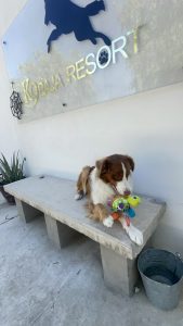 K9 Guest
