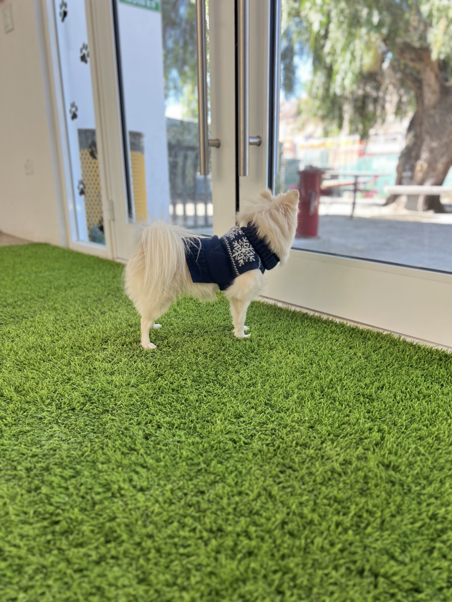 K9 Guest