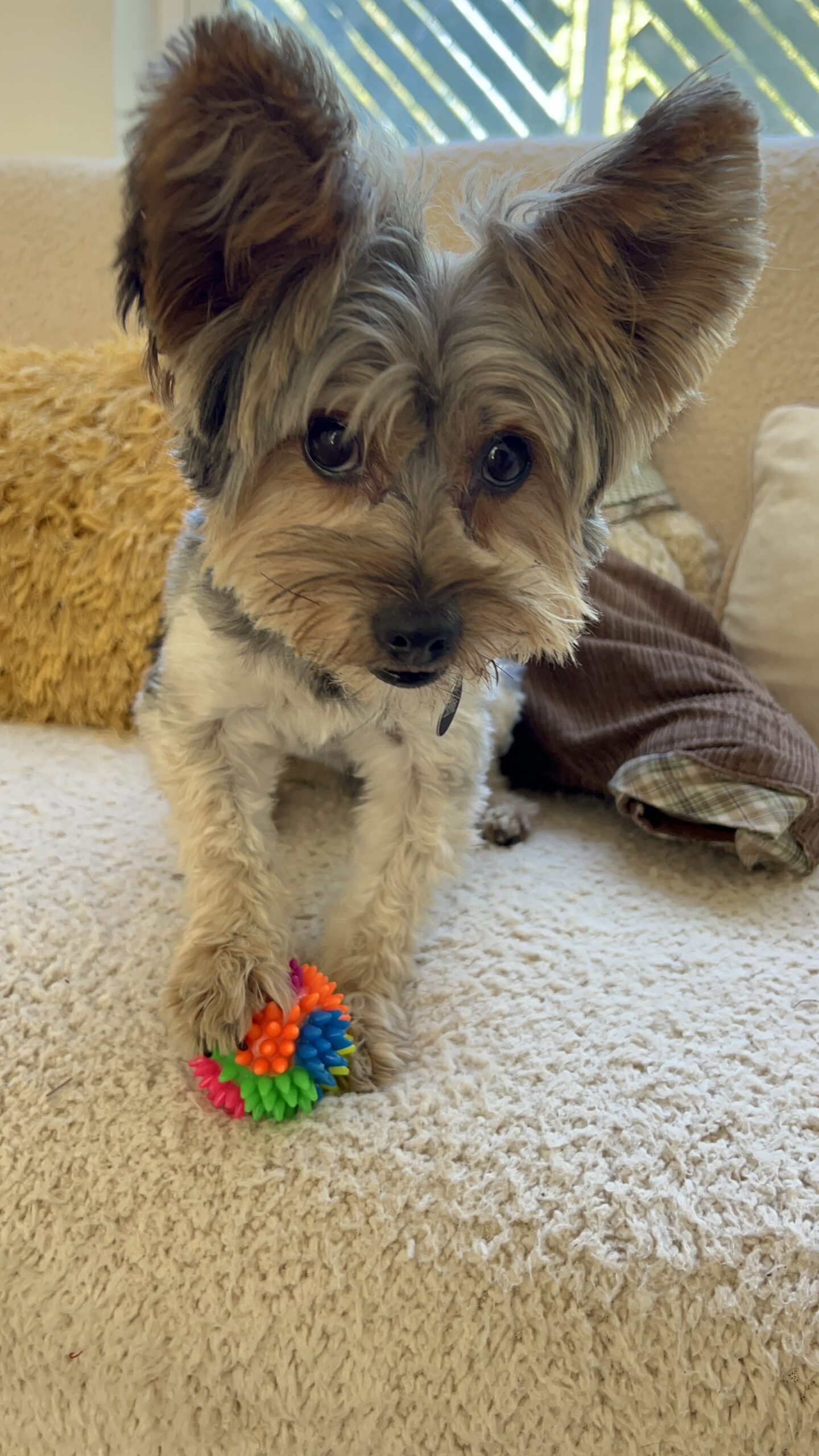 K9 Guest
