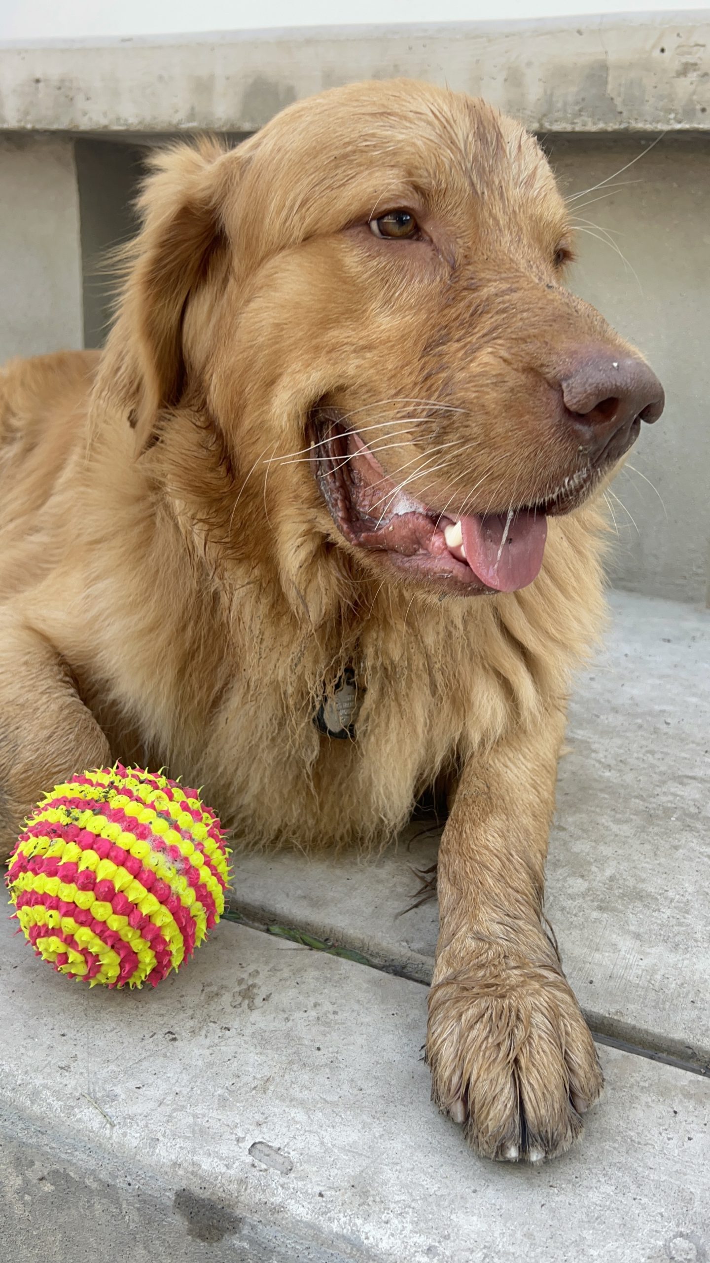 K9 Guest