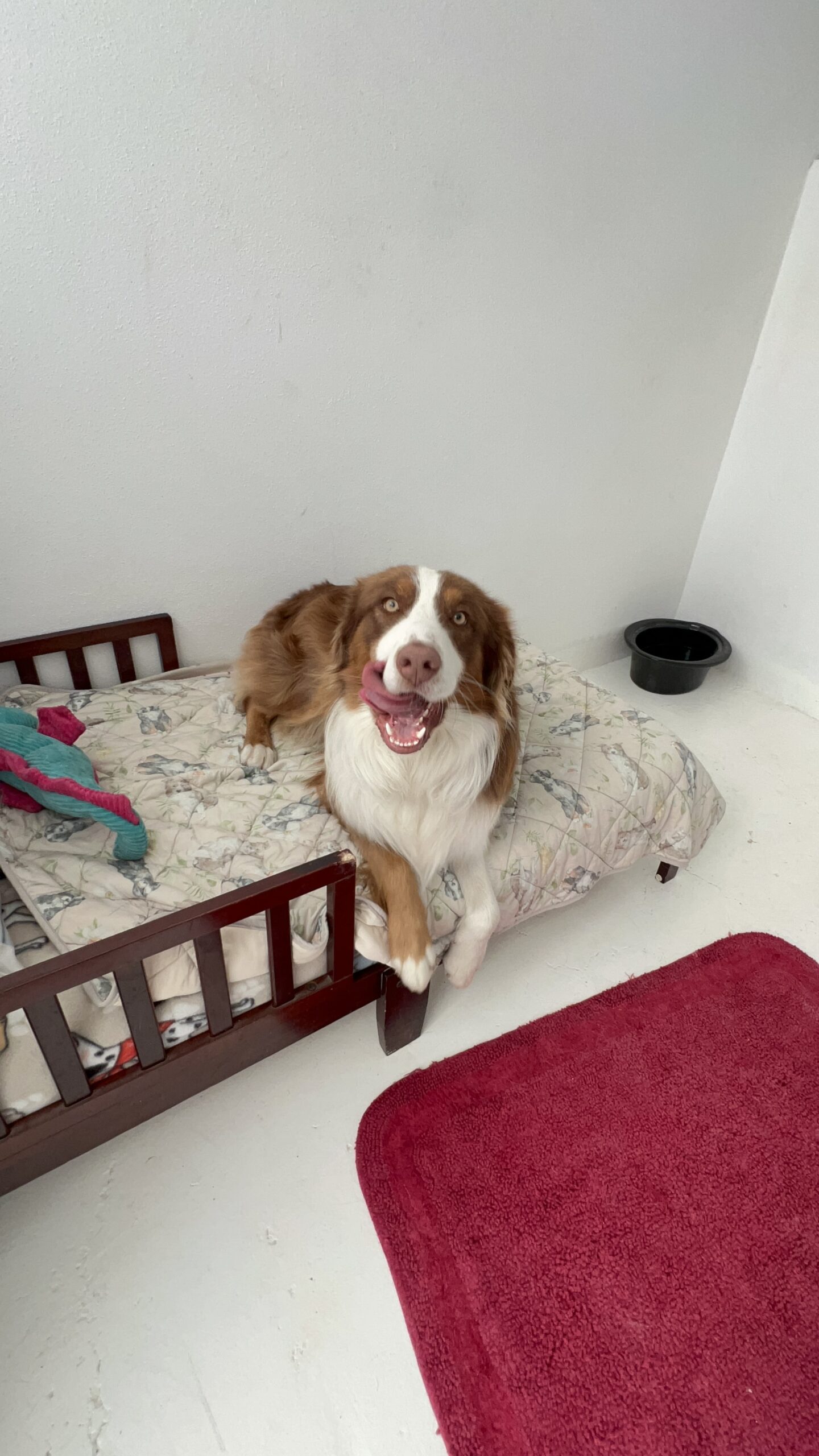 K9 Guest