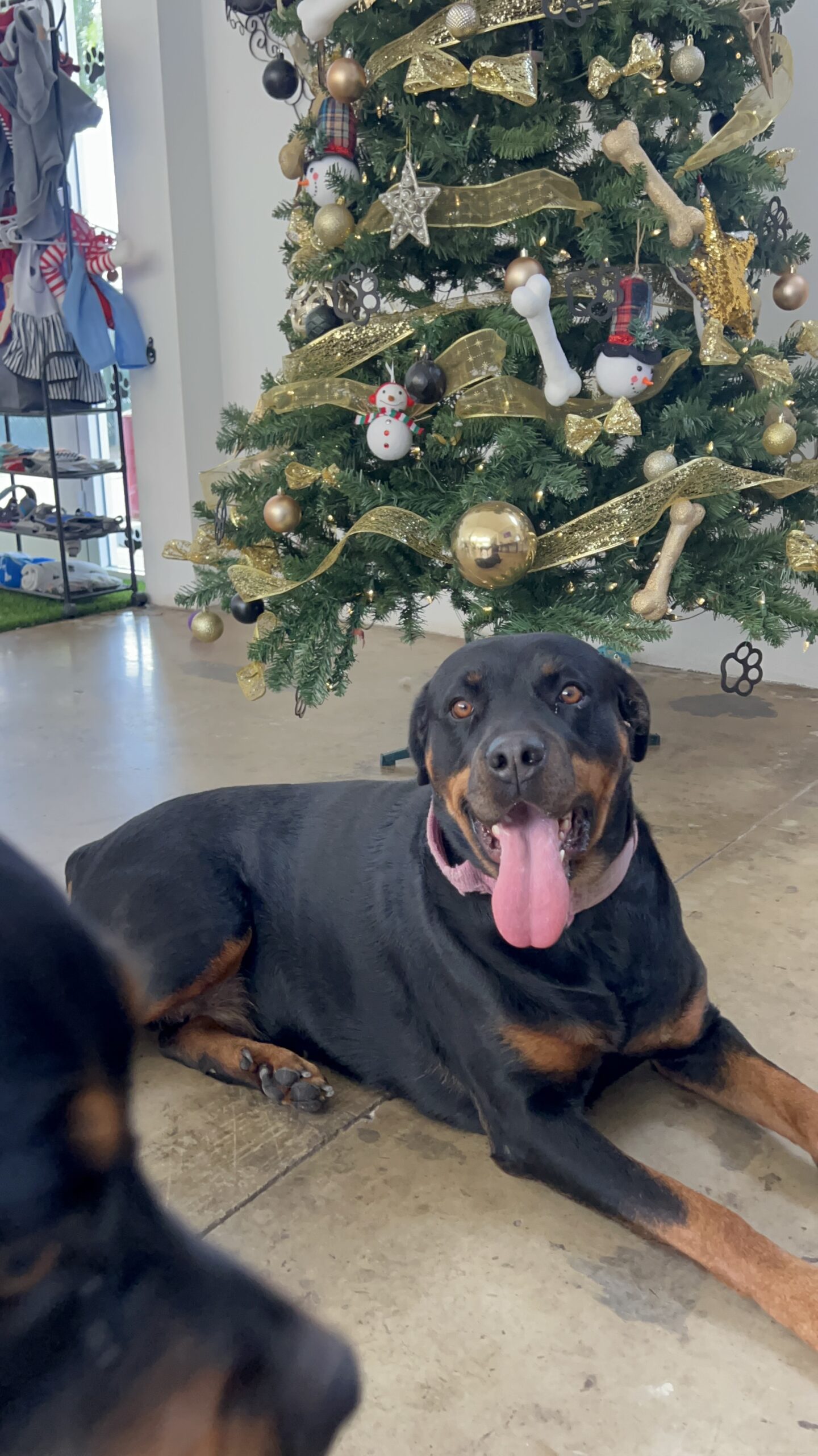 K9 Guest