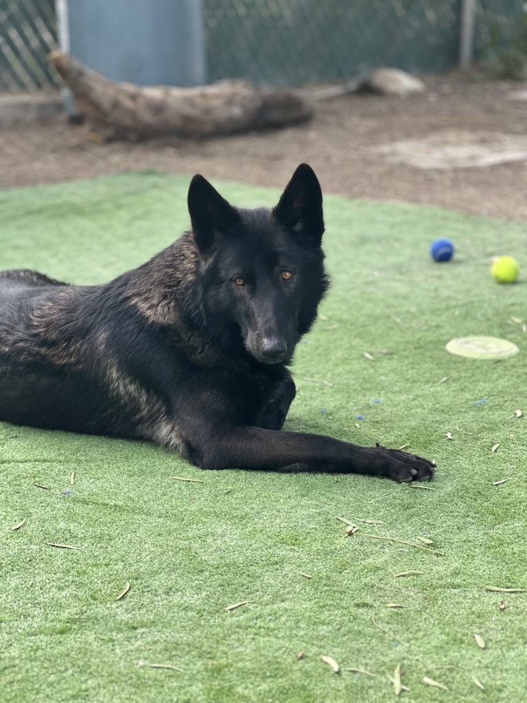 K9 Guest