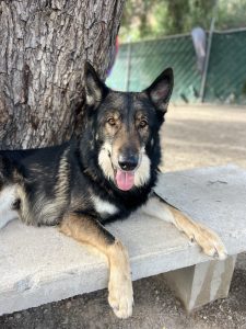 K9 Guest