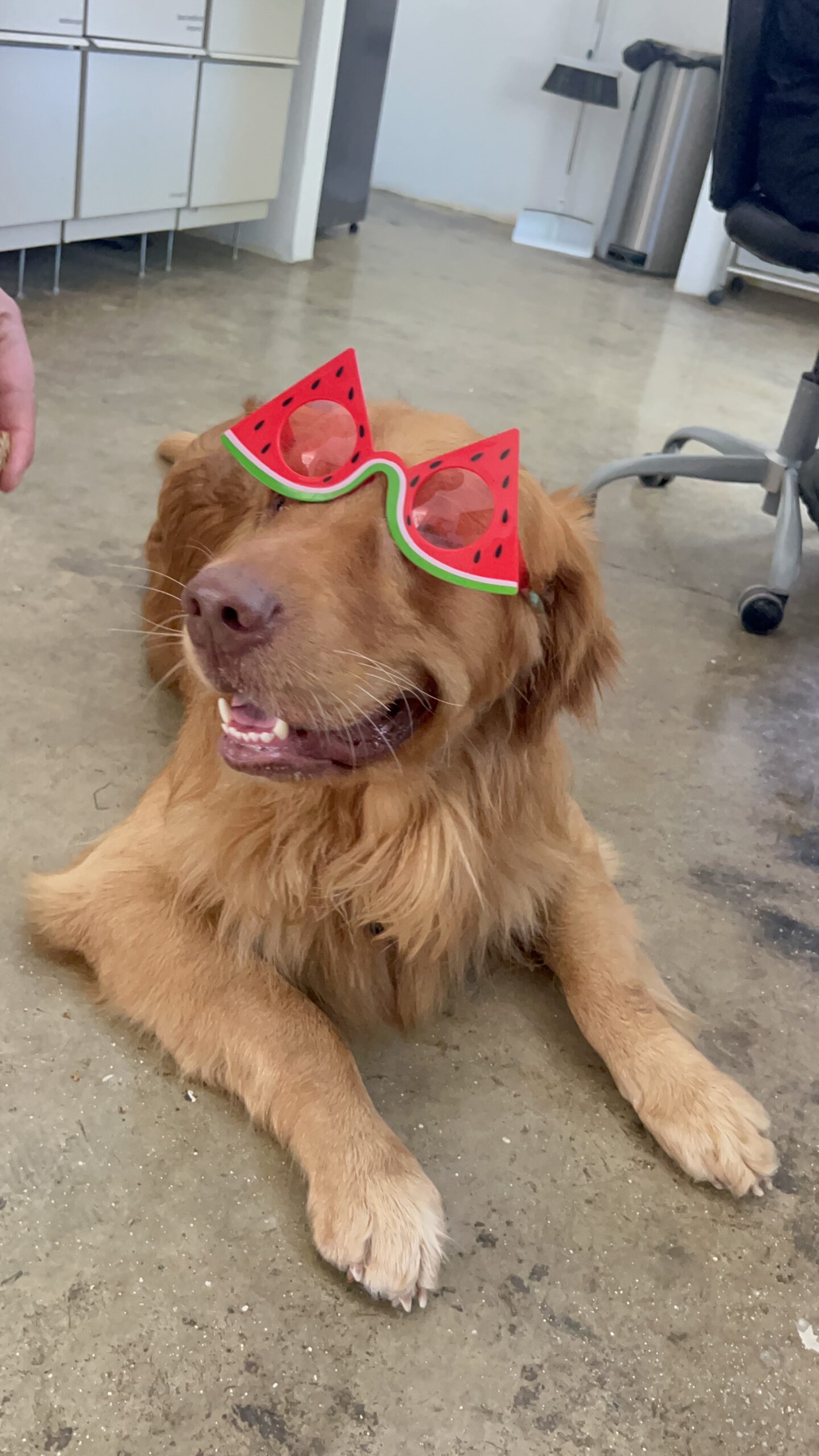 K9 Guest