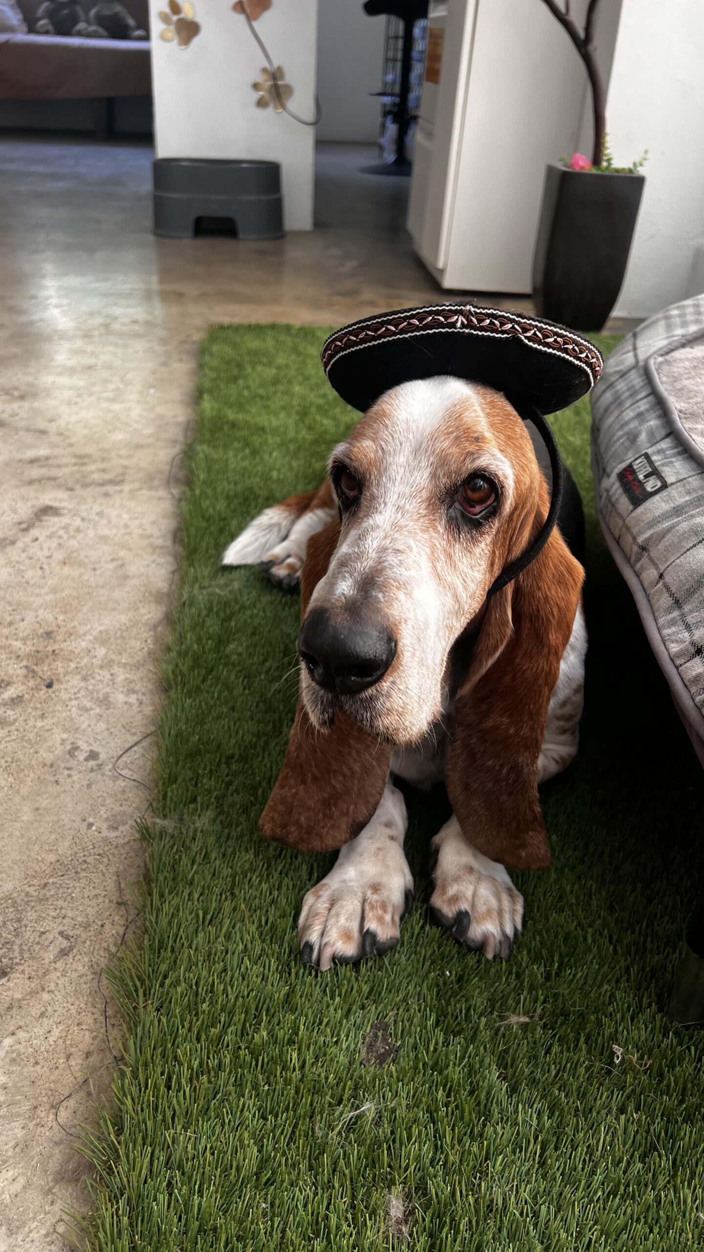 K9 Guest