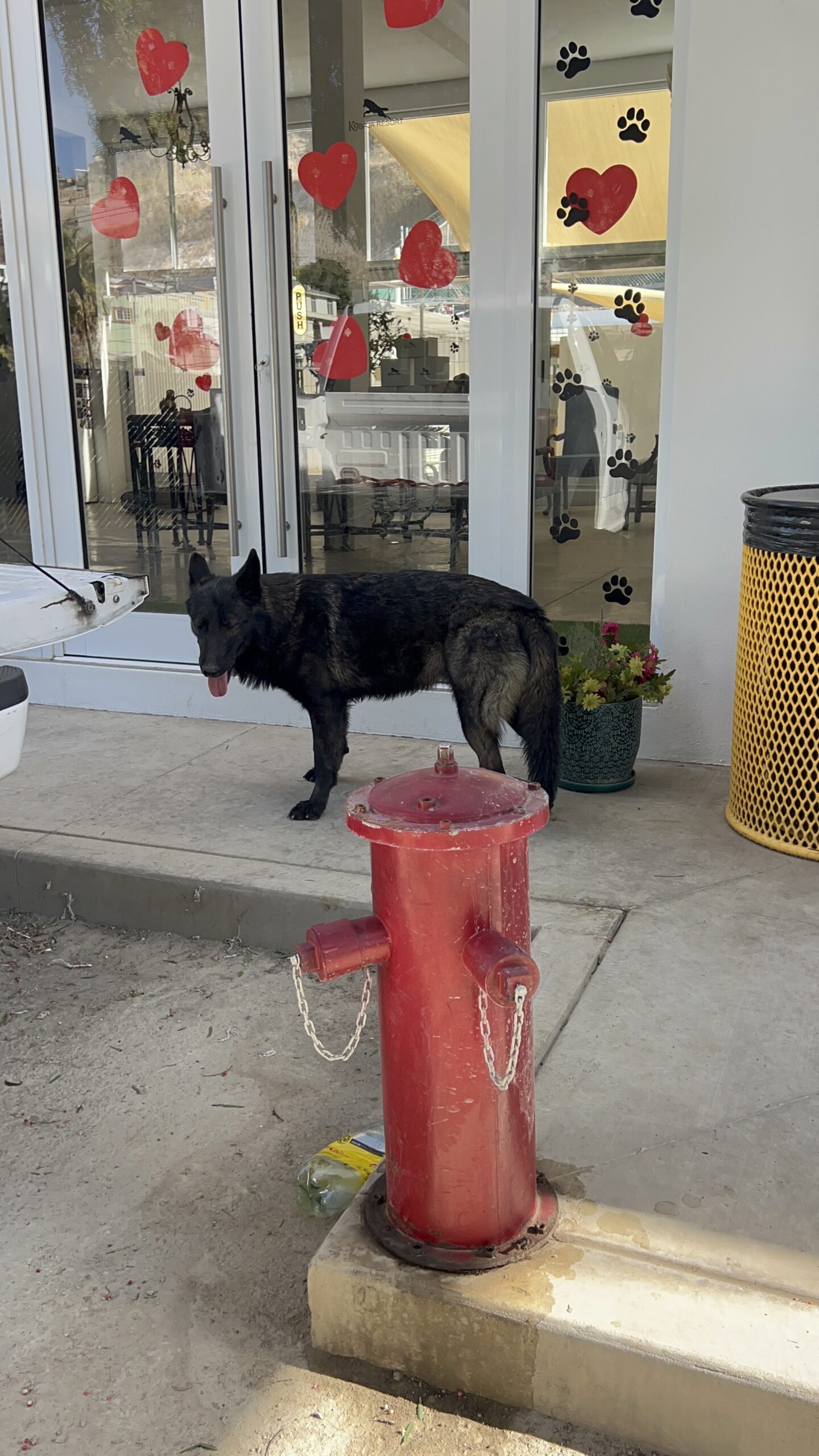 K9 Guest