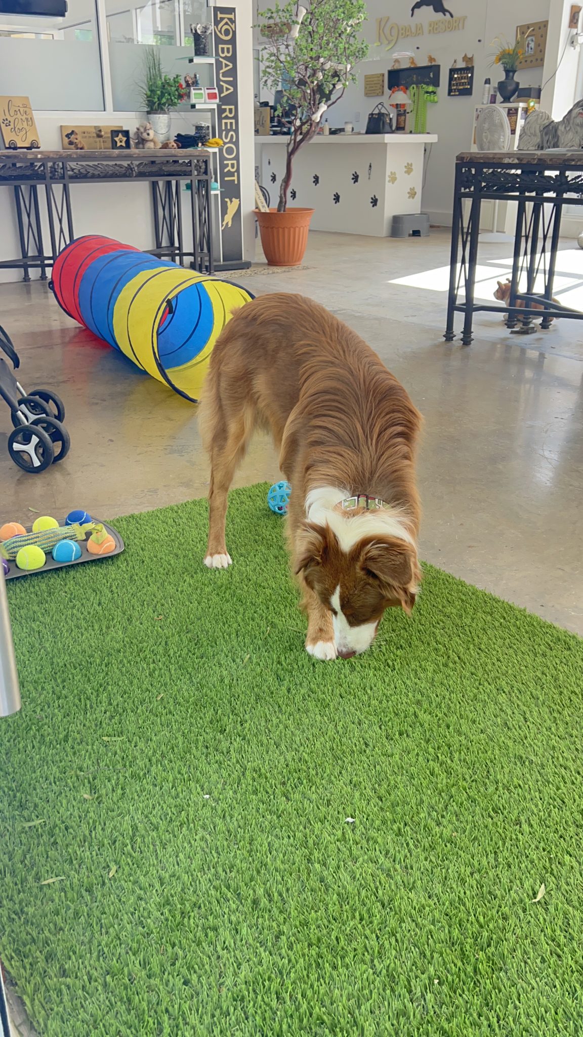 K9 Guest