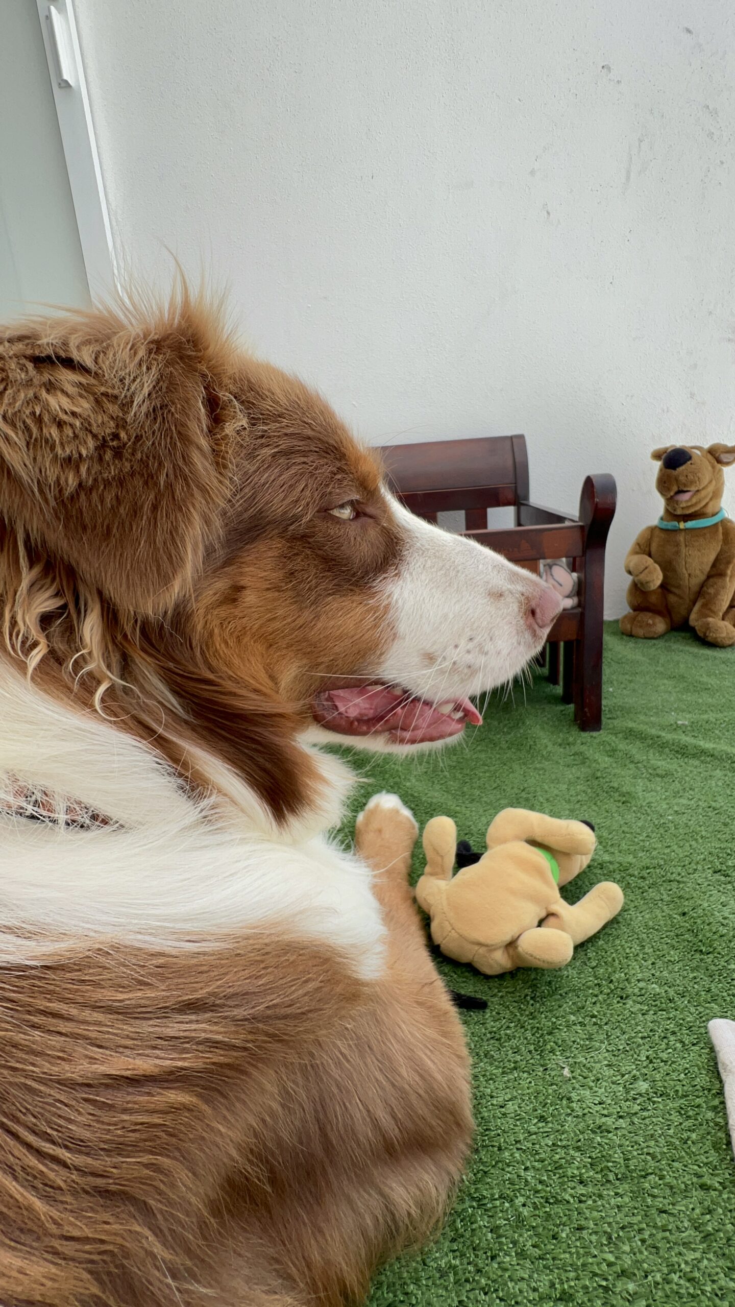 K9 Guest