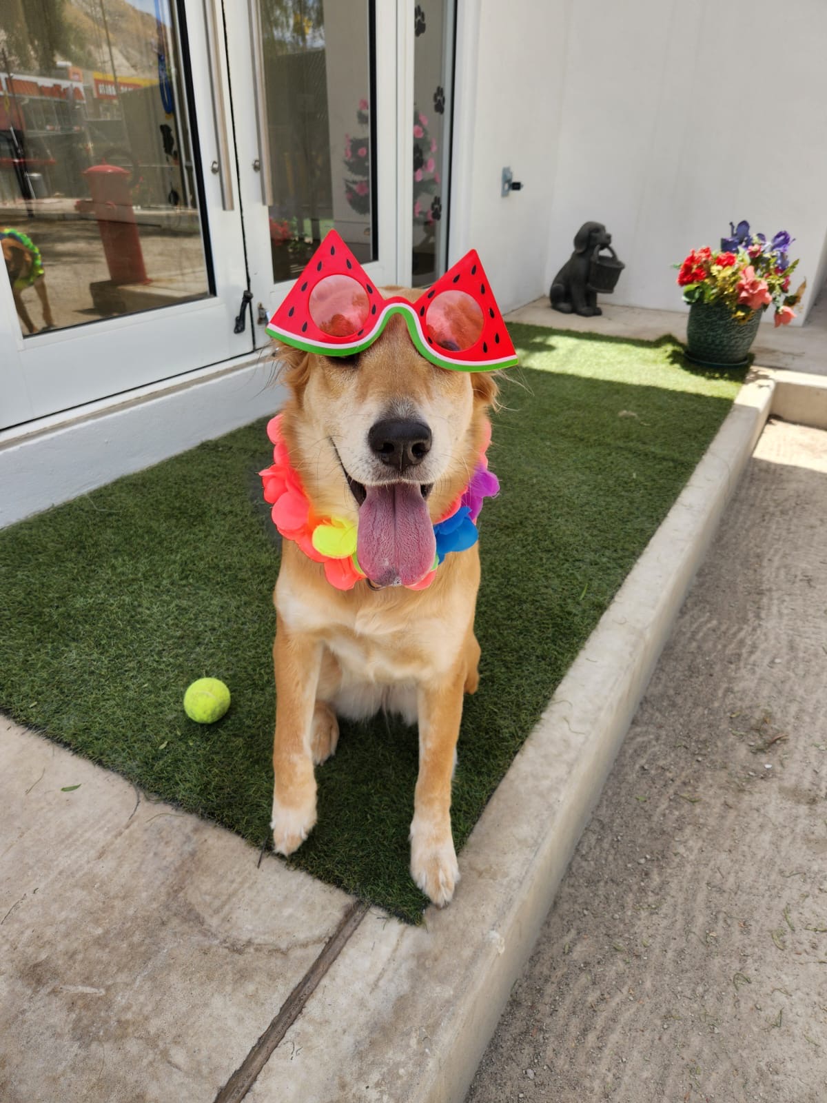 K9 Guest