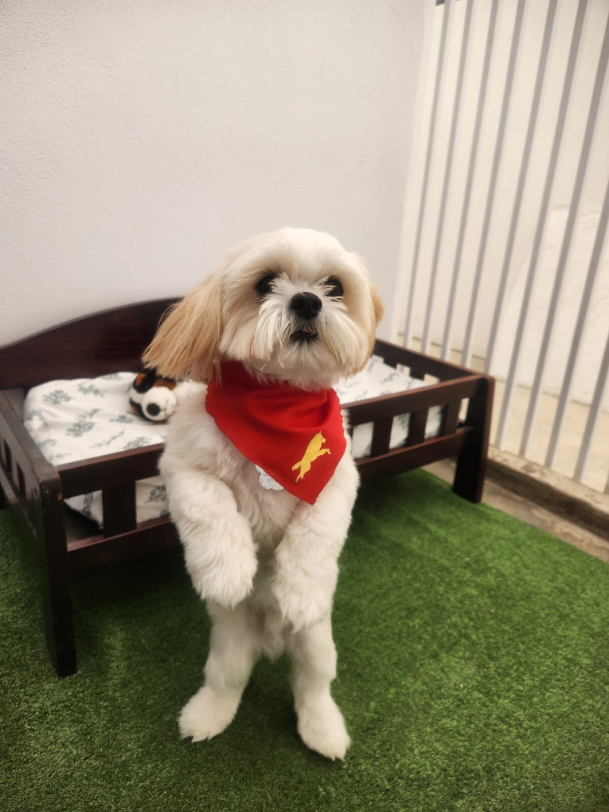 K9 Guest