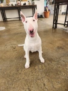 K9 Guest