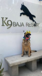 K9 Guest