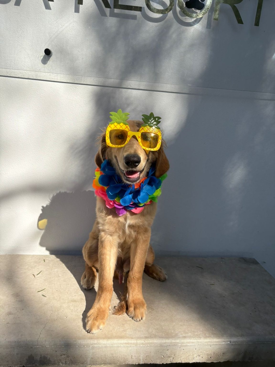 K9 Guest