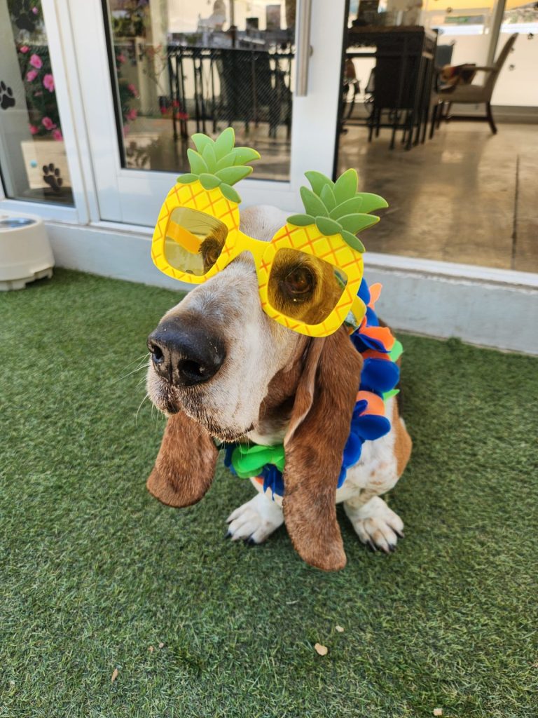 K9 Guest