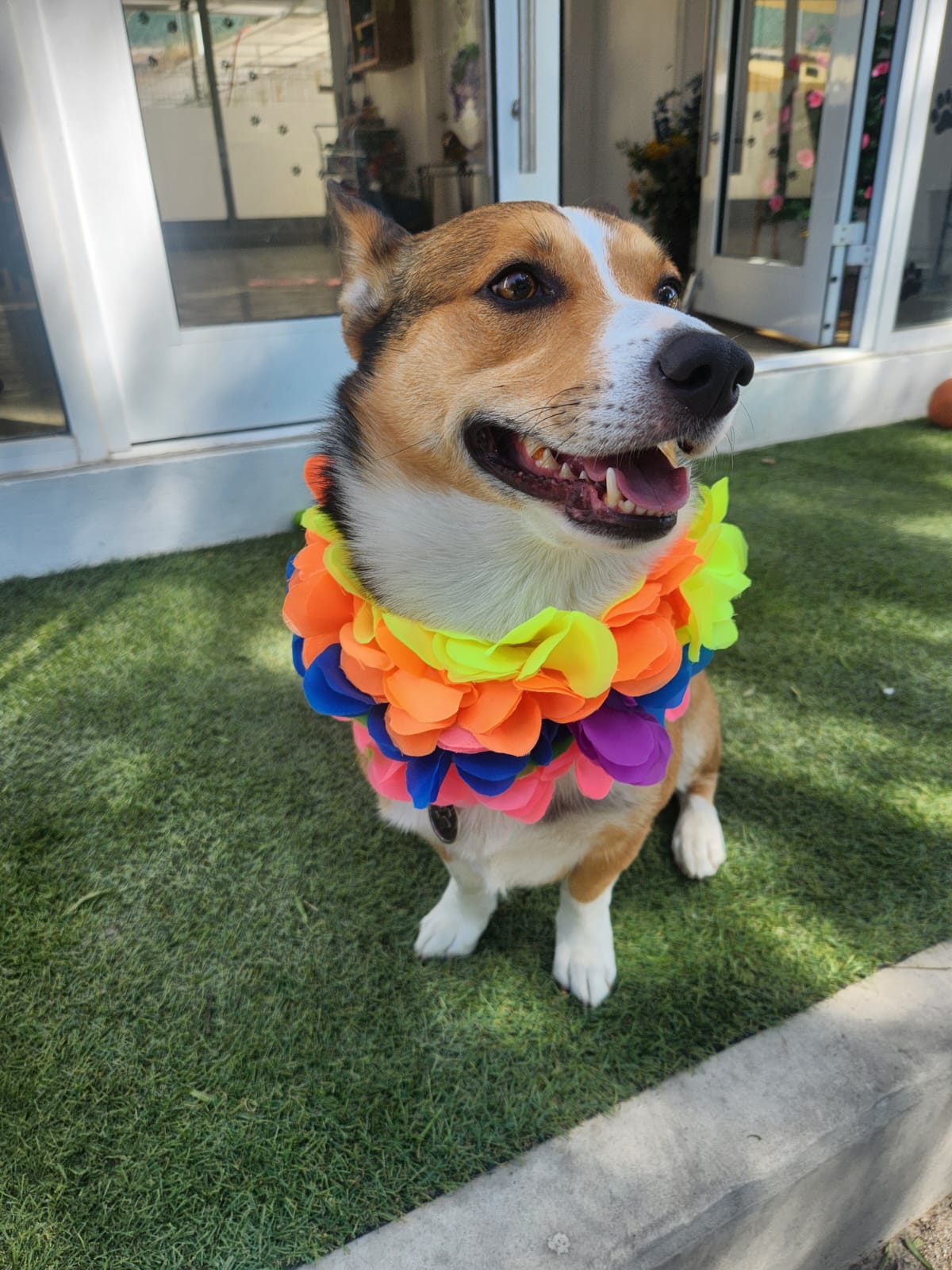 K9 Guest