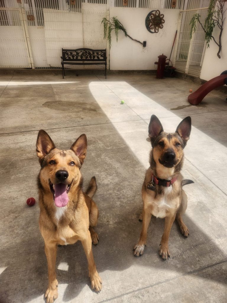 K9 Guest