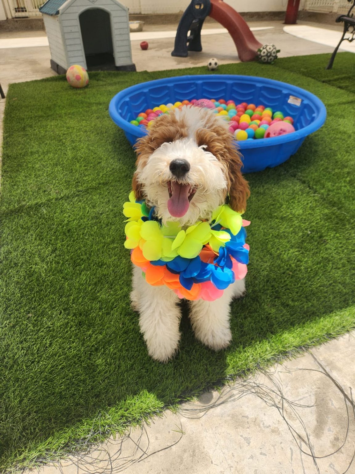 K9 Guest