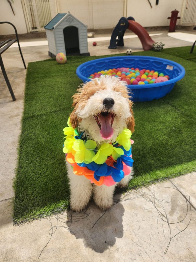 K9 Guest